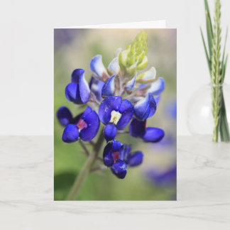 Texas Bluebonnet-affisch Kort