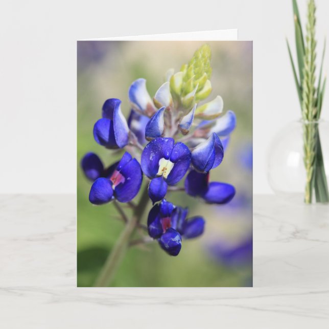 Texas Bluebonnet-affisch Kort (Framsida)