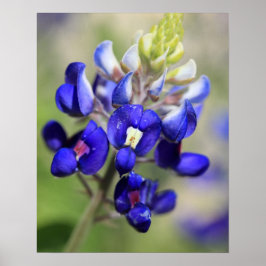 Texas Bluebonnet-affisch Poster