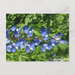 Texas Bluebonnet Artistic Photo Vykort