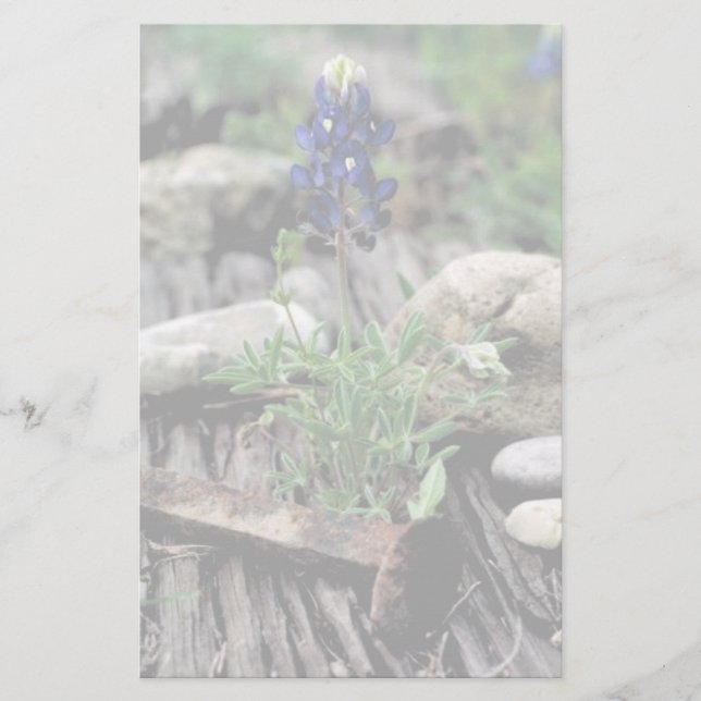 Texas Bluebonnet Brevpapper (Framsida)