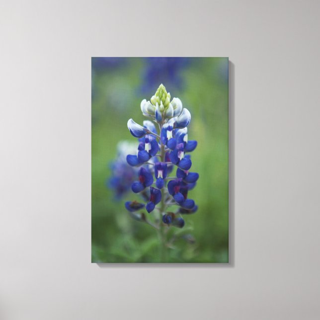 Texas Bluebonnet Canvastryck (Framsida)