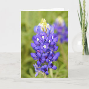 Texas Bluebonnet Flower Close Up Porträtt Art Card Kort