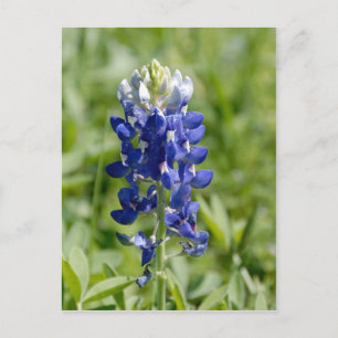 Texas Bluebonnet Flower vycard Vykort