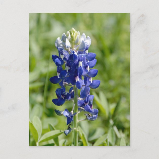 Texas Bluebonnet Flower vycard Vykort (Framsida)