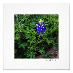 Texas Bluebonnet Fototryck