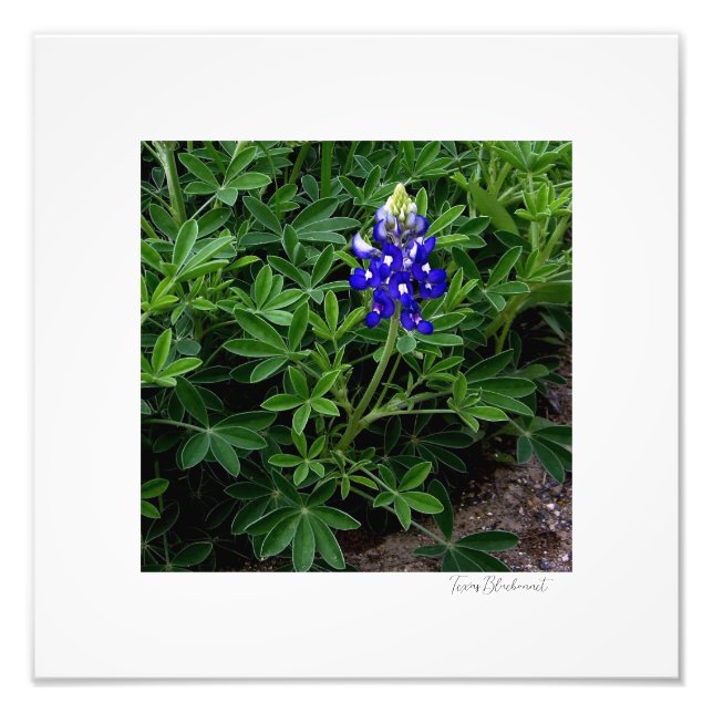 Texas Bluebonnet Fototryck (Framsidan)