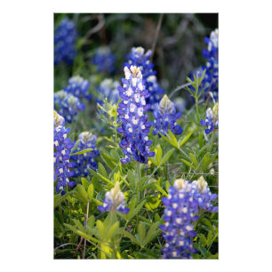 Texas Bluebonnet Fototryck