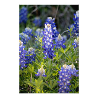 Texas Bluebonnet Fototryck