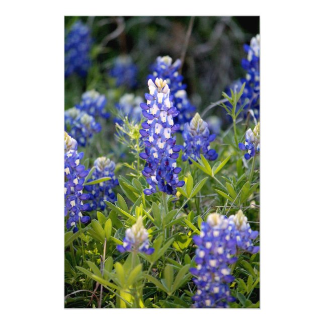 Texas Bluebonnet Fototryck (Framsidan)