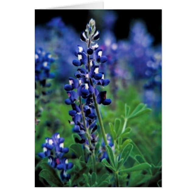 Texas Bluebonnet Hälsningskort (Framsidan)