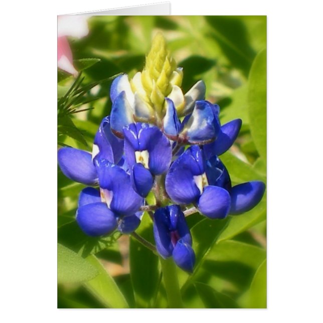Texas Bluebonnet Hälsningskort (Framsidan)