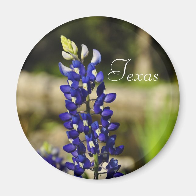 Texas Bluebonnet Magnet (Framsidan)