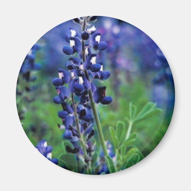 Texas Bluebonnet Magnet (Framsidan)