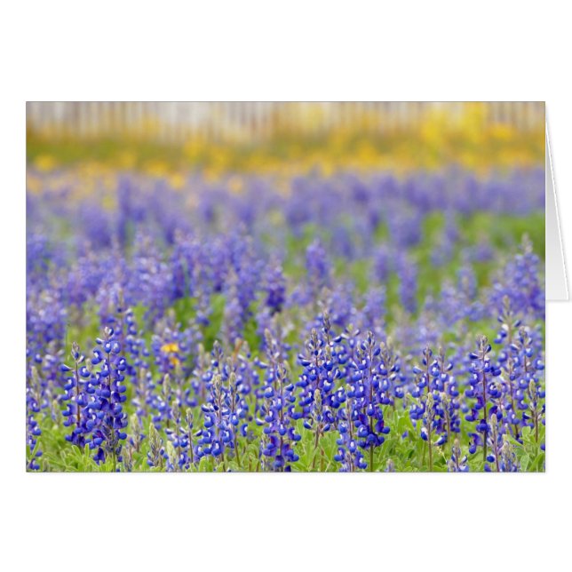 Texas Bluebonnet, Nacogdoches County Hälsningskort (Framsidan Horizontal)
