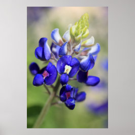 Texas Bluebonnet Poster