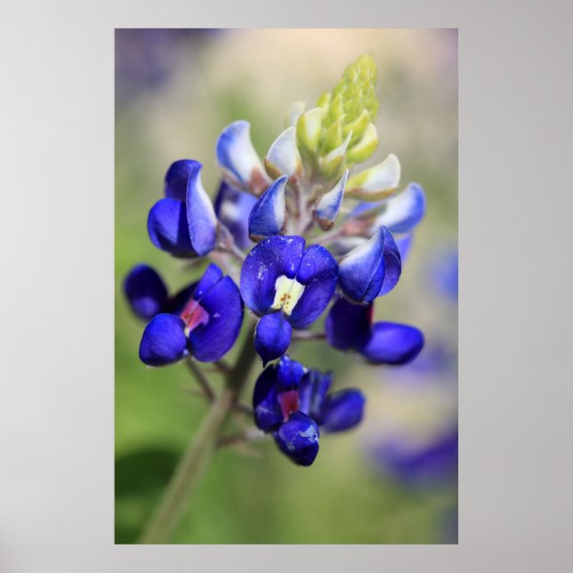 Texas Bluebonnet Poster (Framsidan)