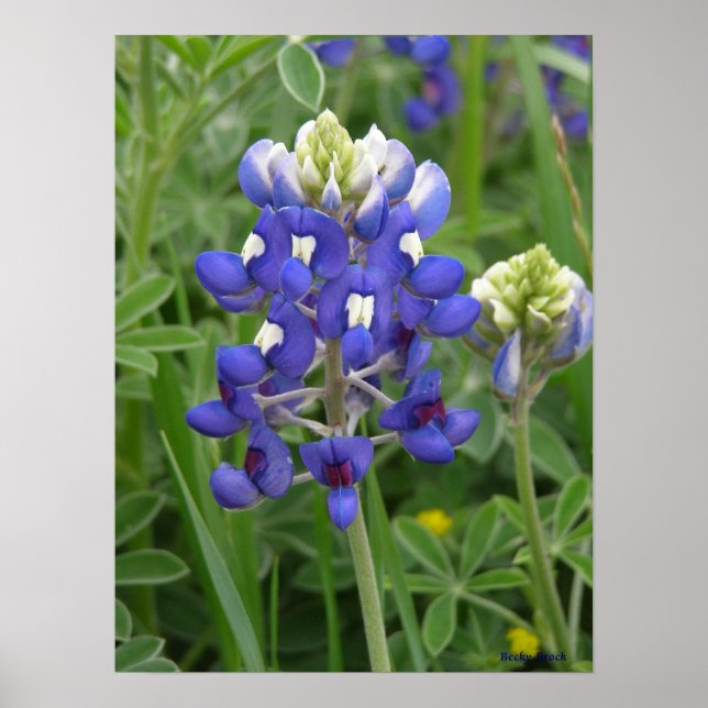 Texas Bluebonnet Poster (Framsidan)