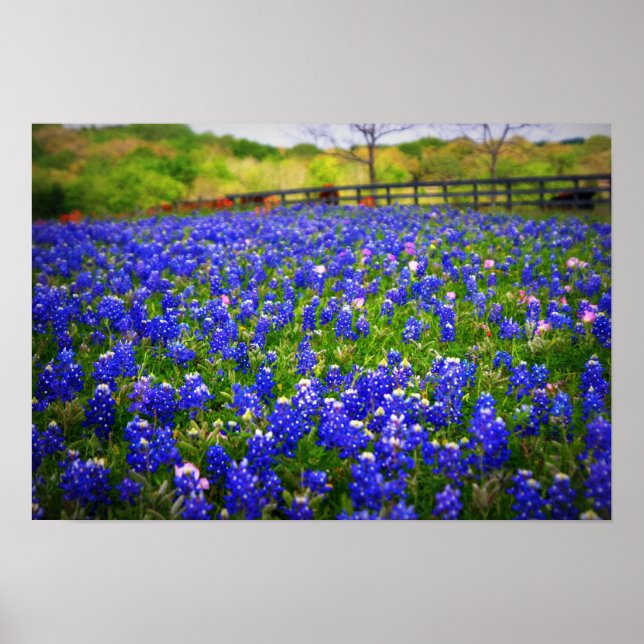 Texas Bluebonnet Poster (Framsidan)