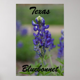 Texas Bluebonnet Poster