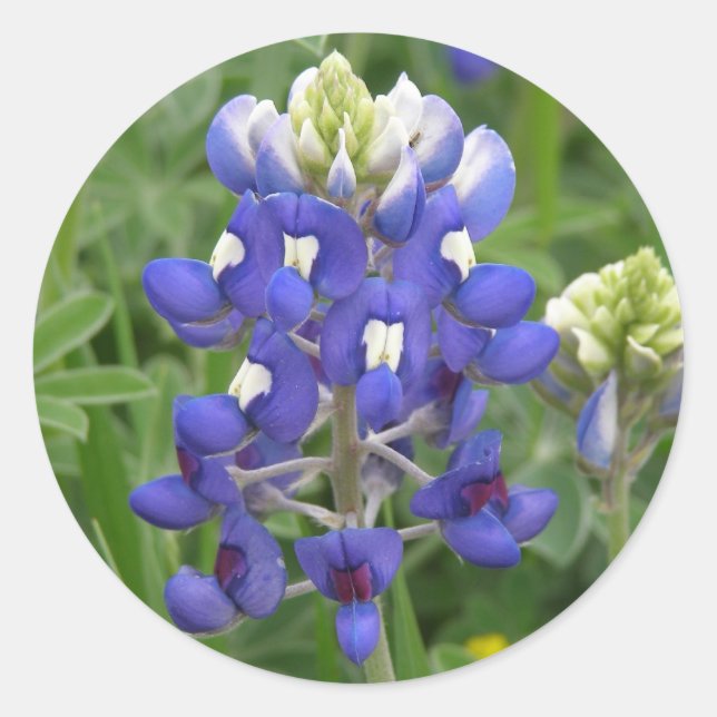 Texas Bluebonnet Runt Klistermärke (Framsida)