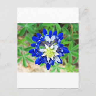 Texas Bluebonnet Top View Vykort