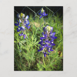 Texas Bluebonnet Vykort