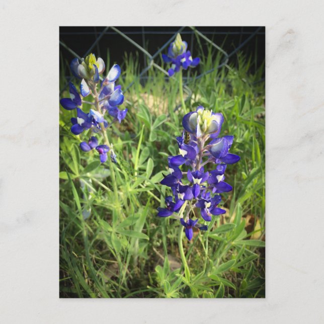 Texas Bluebonnet Vykort (Framsida)