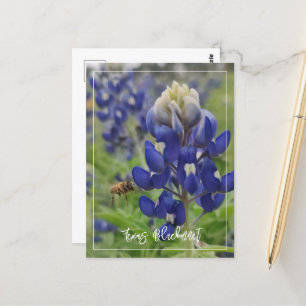 Texas Bluebonnet Vykort