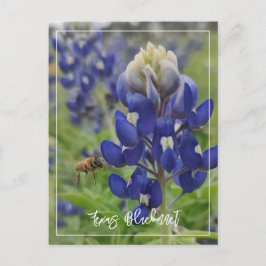 Texas Bluebonnet Vykort