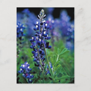 Texas Bluebonnet Vykort