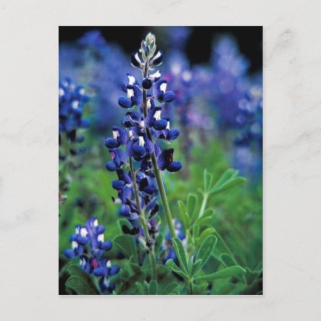 Texas Bluebonnet Vykort (Framsida)