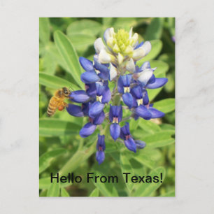 Texas Bluebonnet-vykort Vykort