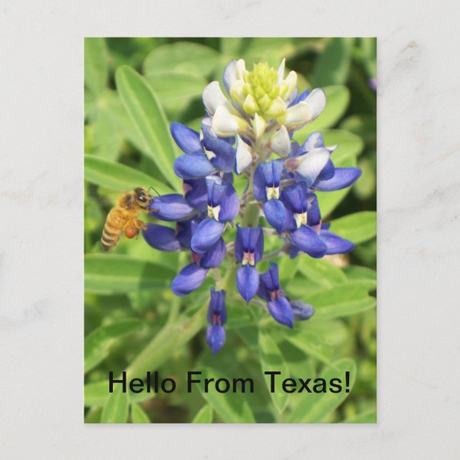 Texas Bluebonnet-vykort Vykort (Framsida)