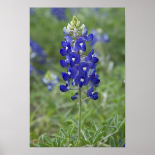 Texas Bluebonnet Wildblomfoto Poster