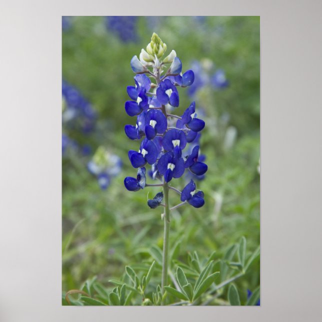 Texas Bluebonnet Wildblomfoto Poster (Framsidan)
