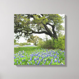 Texas Bluebonnets 16 x 16 slågen in kanfas Canvastryck