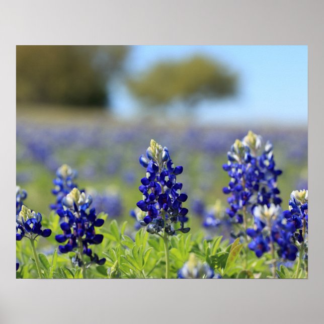 Texas Bluebonnets-affisch Poster (Framsidan)