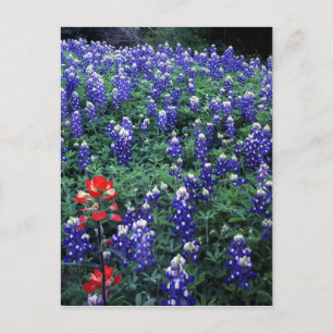 Texas Bluebonnets and Indian Paintbrush Vykort