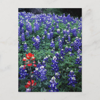 Texas Bluebonnets and Indian Paintbrush Vykort