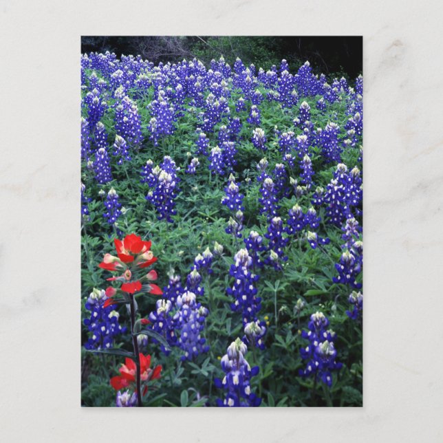 Texas Bluebonnets and Indian Paintbrush Vykort (Framsida)