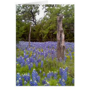 Texas Bluebonnets and Natural Wood Fence-stationen OBS Kort