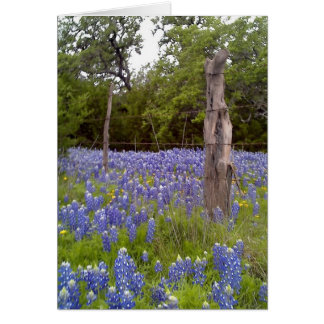 Texas Bluebonnets and Natural Wood Fence-stationen OBS Kort