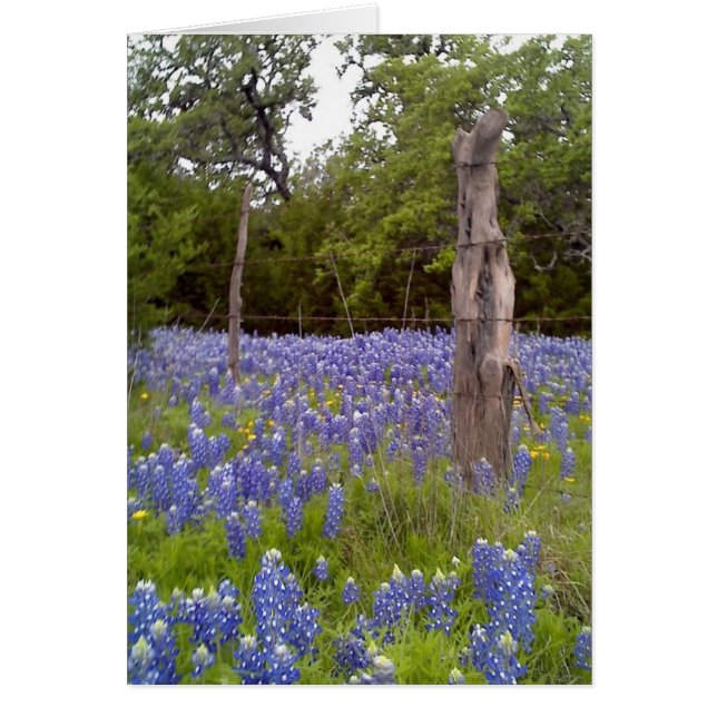 Texas Bluebonnets and Natural Wood Fence-stationen OBS Kort (Framsidan)