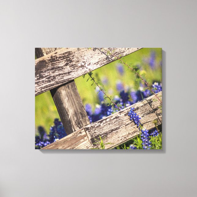 Texas Bluebonnets Around A Land Fence Canvastryck (Framsida)
