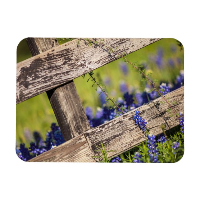 Texas Bluebonnets Around A Land Fence Magnet (Horisontell)