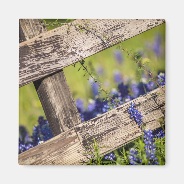 Texas Bluebonnets Around A Land Fence Magnet (Framsidan)