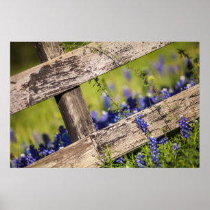 Texas Bluebonnets Around A Land Fence Poster