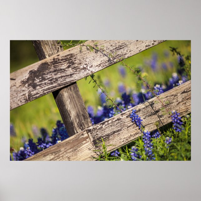 Texas Bluebonnets Around A Land Fence Poster (Framsidan)