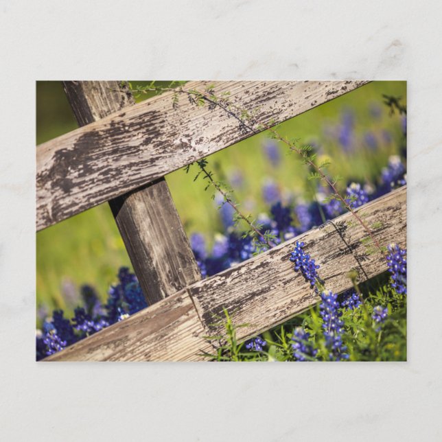 Texas Bluebonnets Around A Land Fence Vykort (Framsida)
